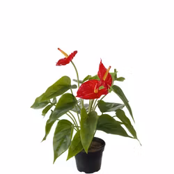Konstgjord Anthurium 35cm