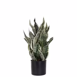 Sansiveria 60cm i kruka