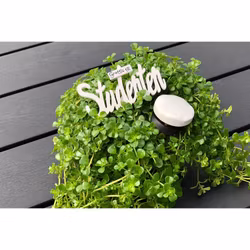 Grattis till studenten skylt/stick 9cm