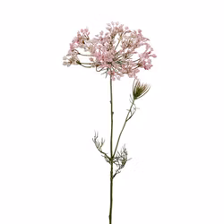 Allium Rosa 70cm