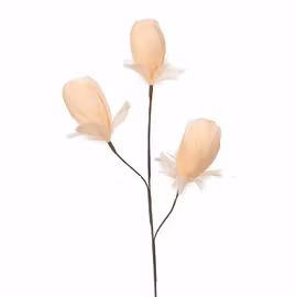 Kvist Fjäderknopp Aprikos