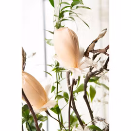 Kvist Fjäderknopp Aprikos