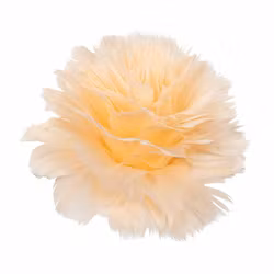 Fjäderblomma Med Clip Aprikos