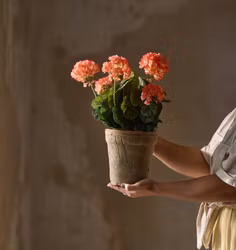 Konstgjord Pelargon Persika