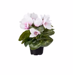 Konstgjord Cyklamen 22 cm Vit-Rosa