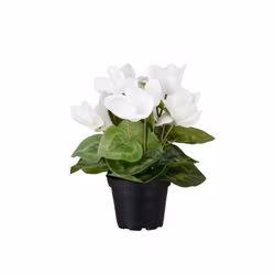 Konstgjord Cyklamen 22 cm Vit