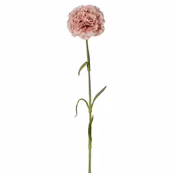 Elegance Nejlika 44cm Rosa