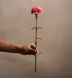 Elegance Nejlika 44cm Rosa