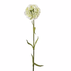 Elegance Nejlika 44cm Grön