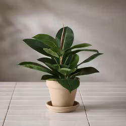 Konstgjord Fikus Robusta 35cm