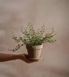 Konstgjord Muehlenbeckia 25cm