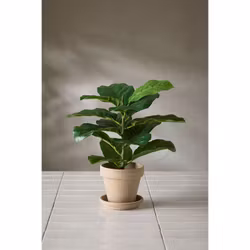 Fiolfikus 40cm