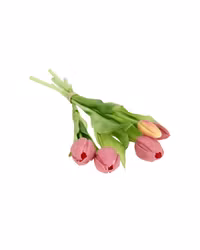 Verklighetstrogen tulpanmix  5-pack Gammelrosa