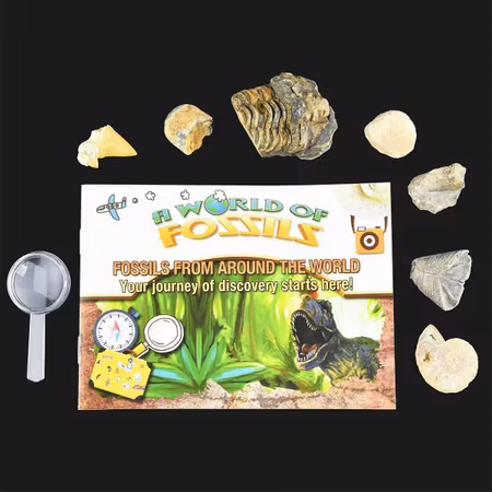 Fossiler - FOSSILS FROM AROUND THE WORLD