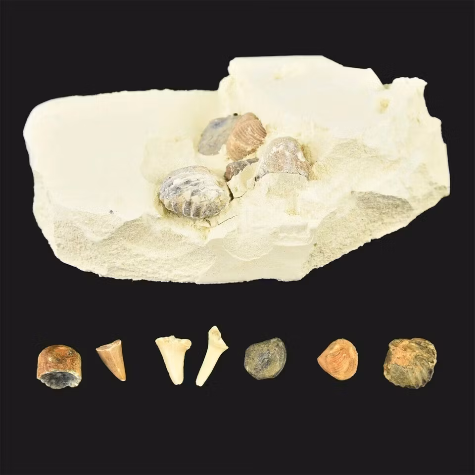 Dig it out & discover pirate treasure