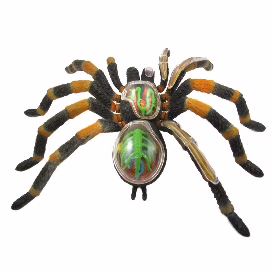Animal anatomy spider