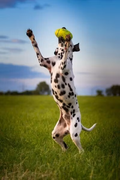 KONG Leksak AirDog Football Gul