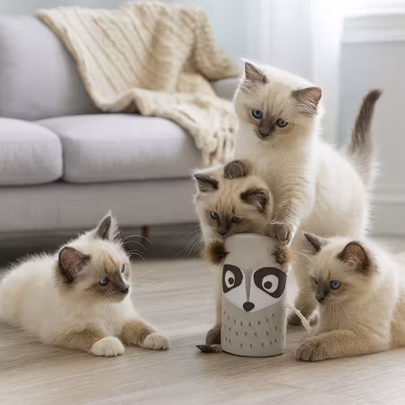 GiGwi Kattleksak MelodyChaser Tvättbjörn