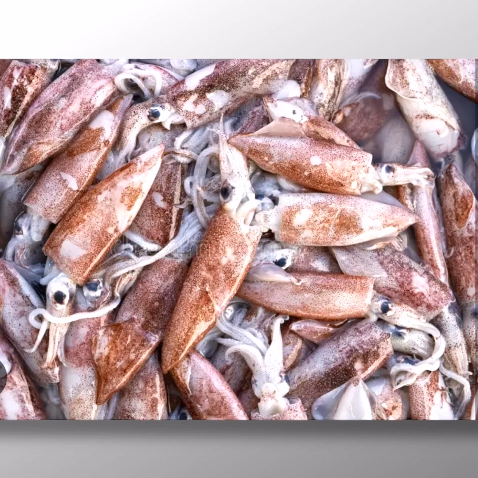Squid ( whole with skin ) - MOOIJER 1kg