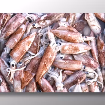 Squid ( whole with skin ) - MOOIJER 1kg