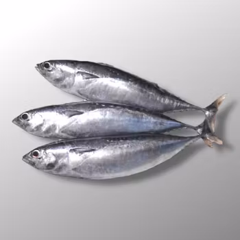 Bullet Tuna - Asian Pearl 1kg