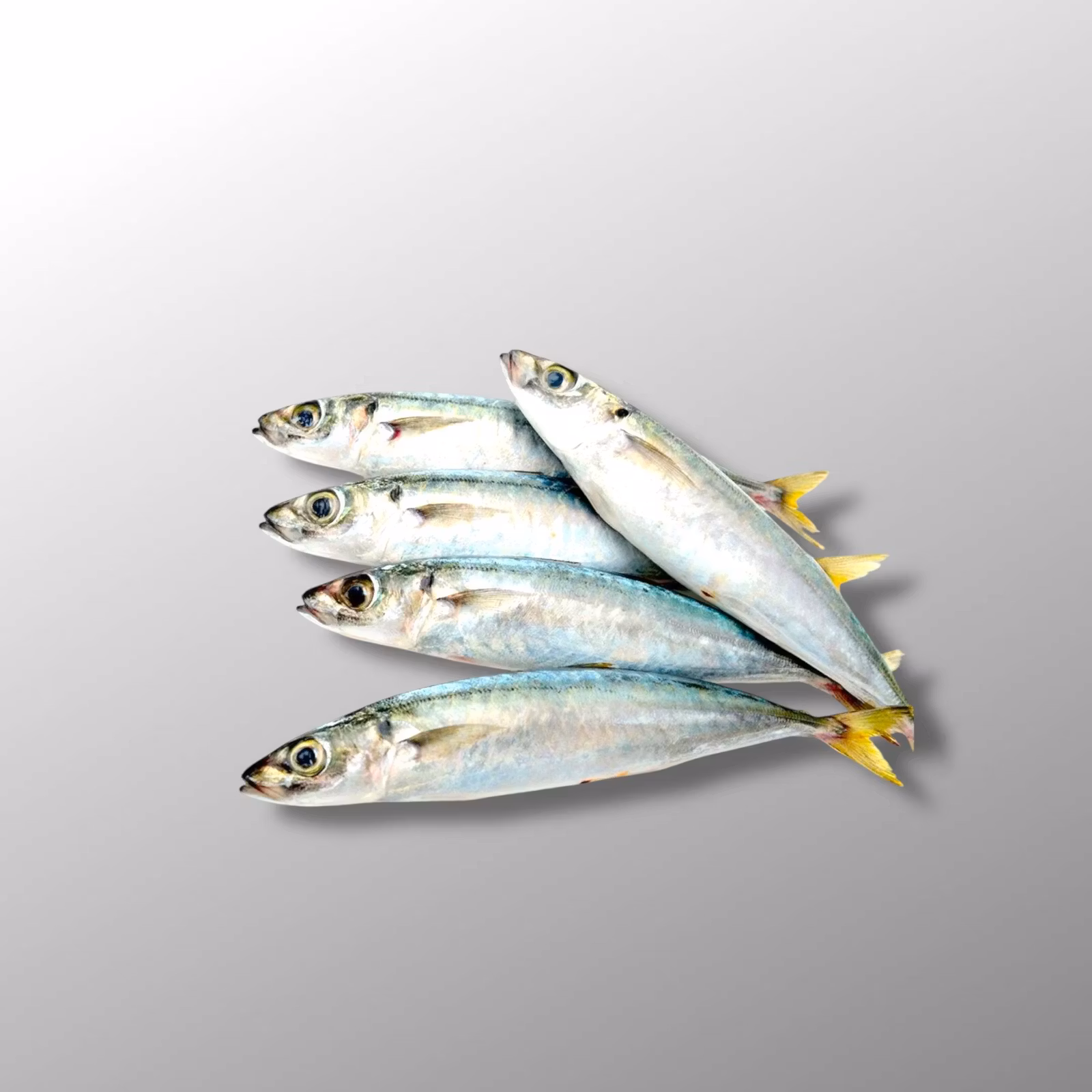 Baby Round Scad ( Galunggong ) 1kg