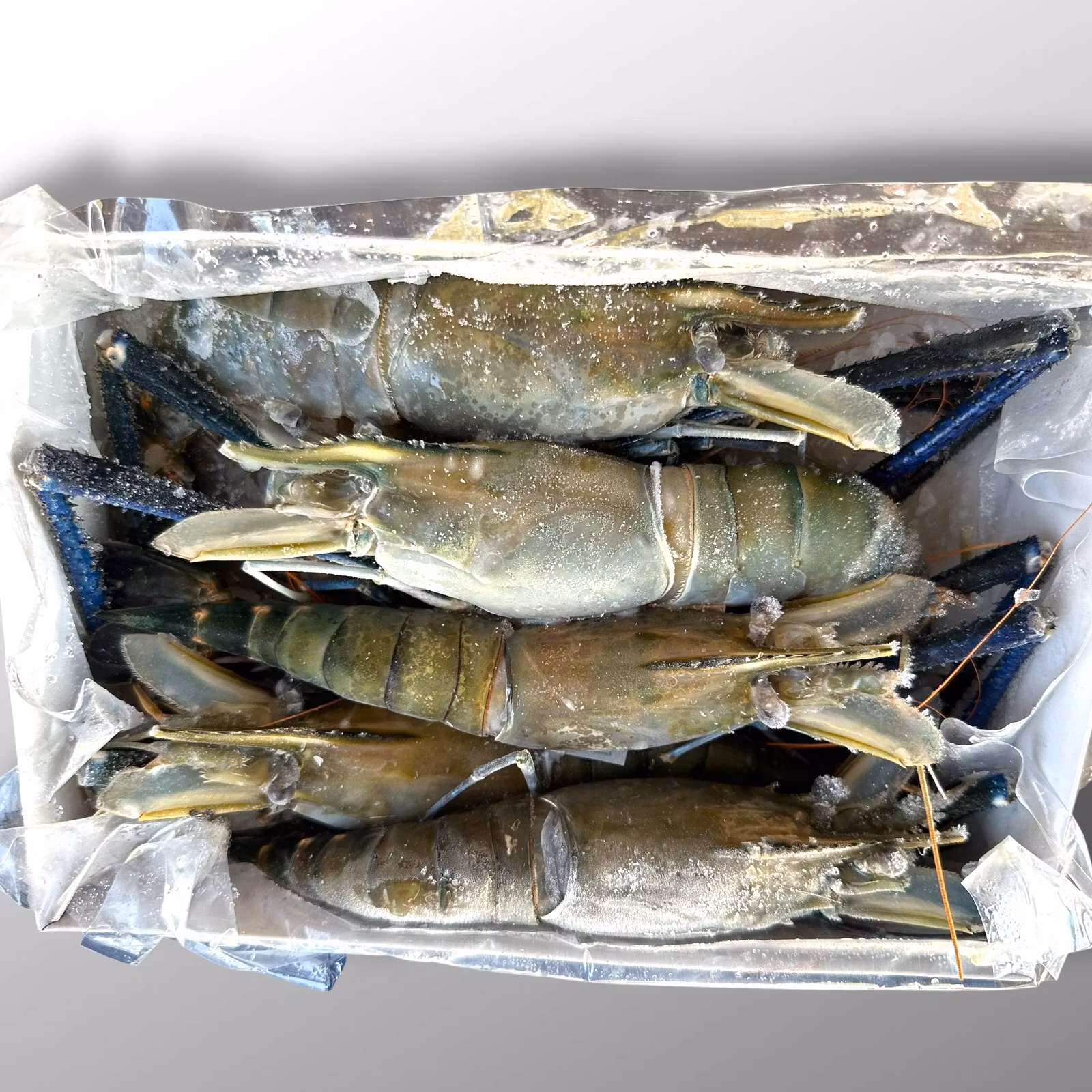 Fresh Water Shrimp ( Hoso ) LARGE 4 to 6 pcs - Planes Pride 1kg