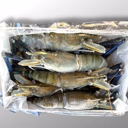 Fresh Water Shrimp ( Hoso ) LARGE 4 to 6 pcs - Planes Pride 1kg