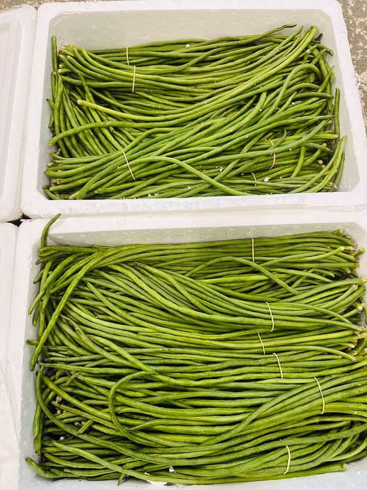 Long Beans Sitaw 129 per kg Pls contact us before ordering 0767524399