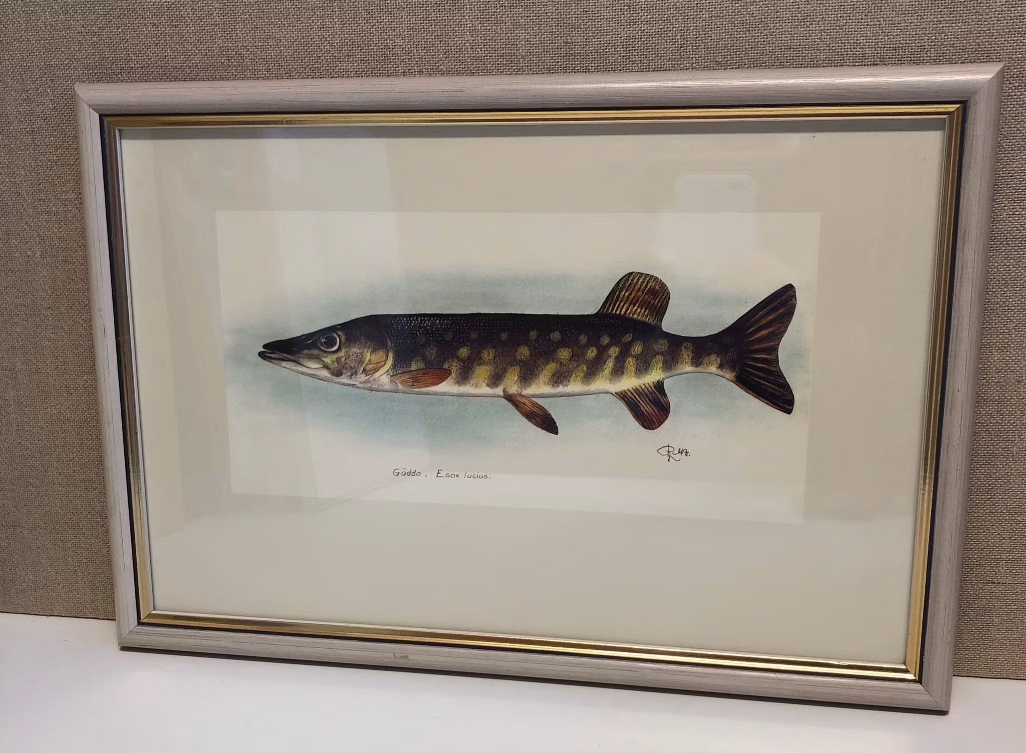 ROLF LIDBERG, tryck, gädda, Esox lucius.