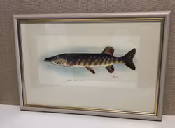 ROLF LIDBERG, print, pike, Esox lucius.