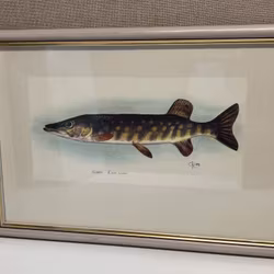 ROLF LIDBERG, print, pike, Esox lucius.