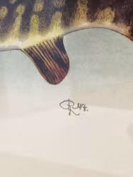 ROLF LIDBERG, print, pike, Esox lucius.