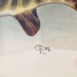 ROLF LIDBERG, print, pike, Esox lucius.