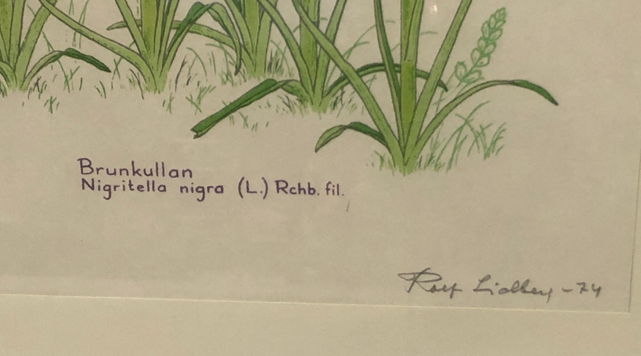 ROLF LIDBERG. "Brunkullan", färglitografi, signerad, numrerad 73/150 och daterad -74.