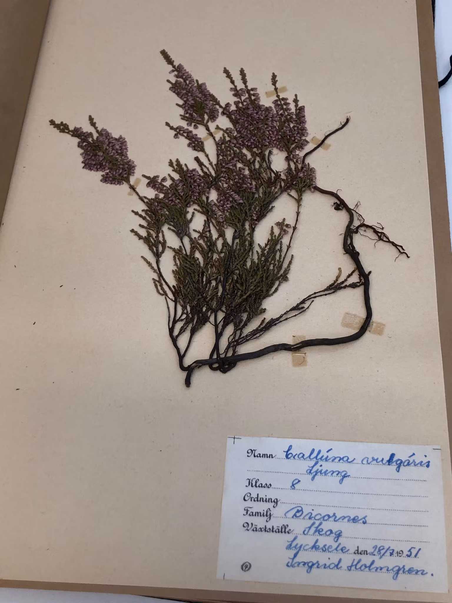 HERBARIUM, Lycksele, 1950-talets början.
