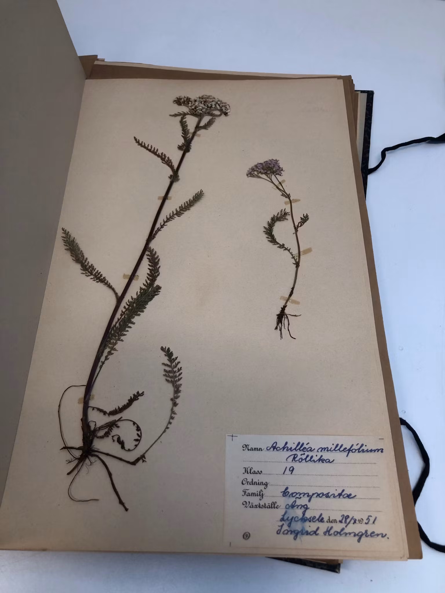 HERBARIUM, Lycksele, 1950-talets början.