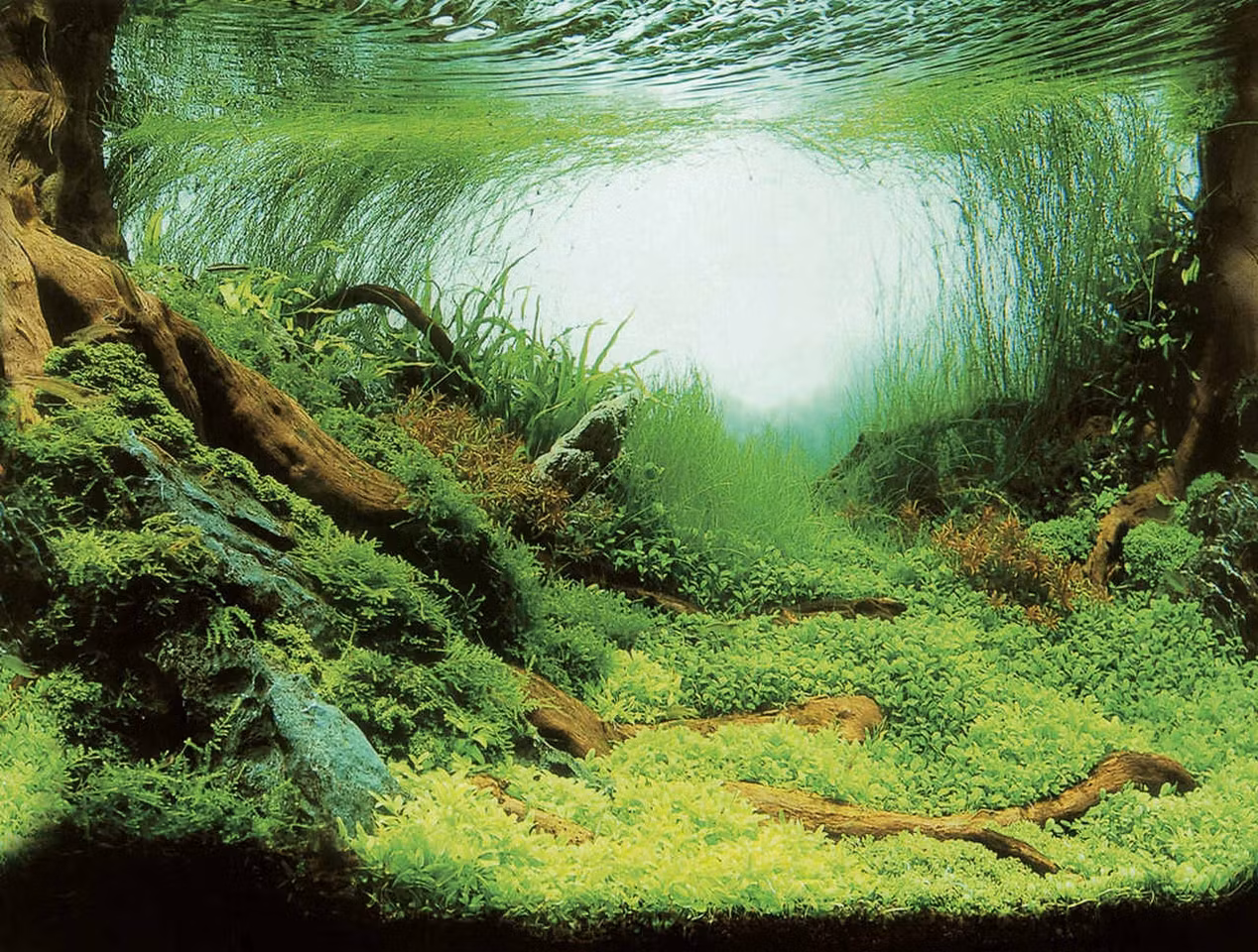 Realisk Akvariebaggrund - Planter & Ocean Motiv, 150x60cm