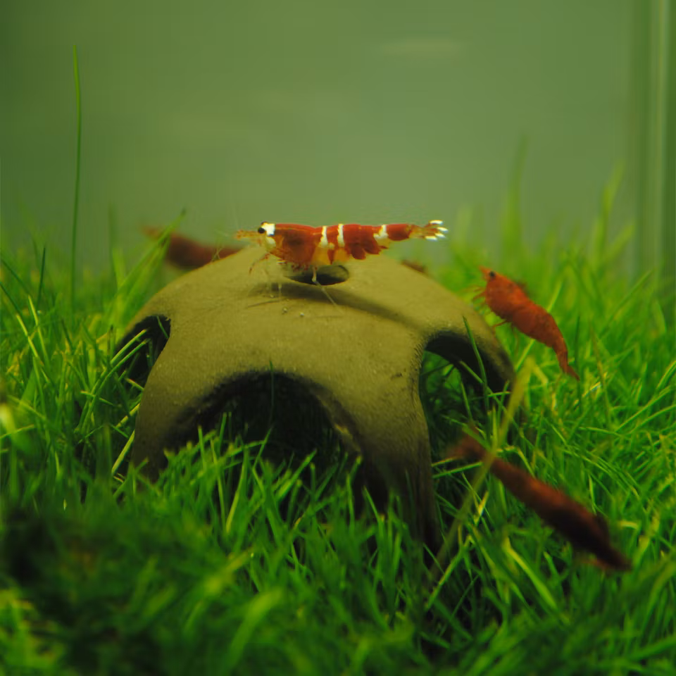 Naturlig keramisk nano rejestjerne 50 mm. Fremstillet i Europa. Håndlavet produkt. N-30012
