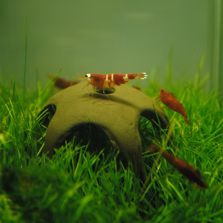 Naturlig keramisk nano rejestjerne 50 mm. Fremstillet i Europa. Håndlavet produkt. N-30012
