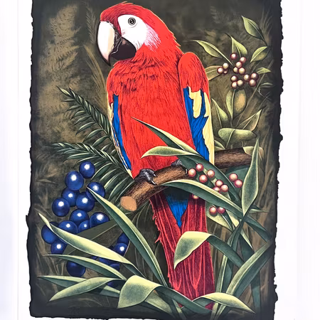 "Papegoja" Litografi av Thomas Hafström. 46x63 cm