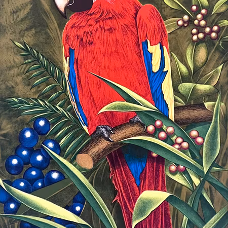 "Papegoja" Litografi av Thomas Hafström. 46x63 cm