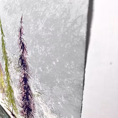 "Gran Final" Litografi av Jan Stenvinkel. 79x56 cm