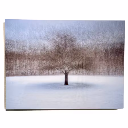 "Tree at Amundön" Fotografi av Shai Apeloig. 67x50 cm