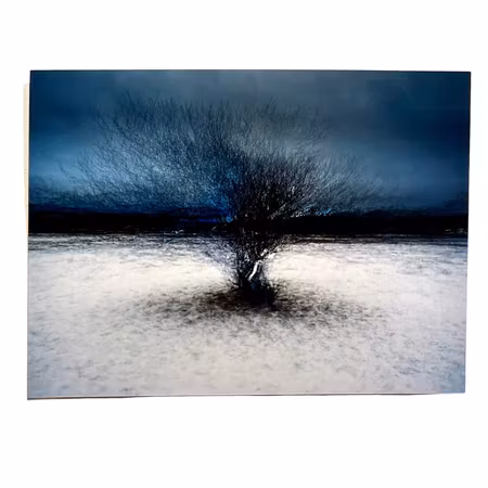 "Tree at Billdals park" Fotografi av Shai Apeloig. 67x50 cm