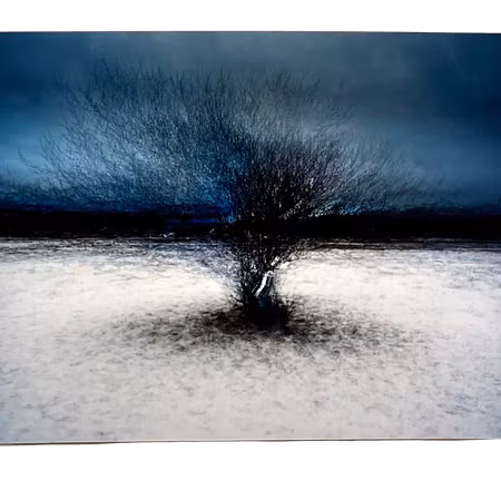 "Tree at Billdals park" Fotografi av Shai Apeloig. 67x50 cm