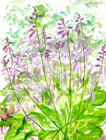 "Vild lavender" Akvarell av Solveig Svennegren. 36x48 cm