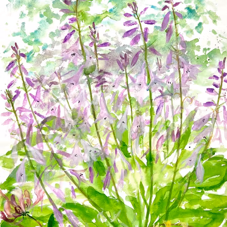 "Vild lavender" Akvarell av Solveig Svennegren. 36x48 cm