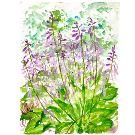 "Vild lavender" Akvarell av Solveig Svennegren. 36x48 cm