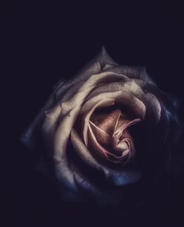 “New Dawn”, fotografi av Åse Johannessen, upplaga 40, 43 × 43 cm